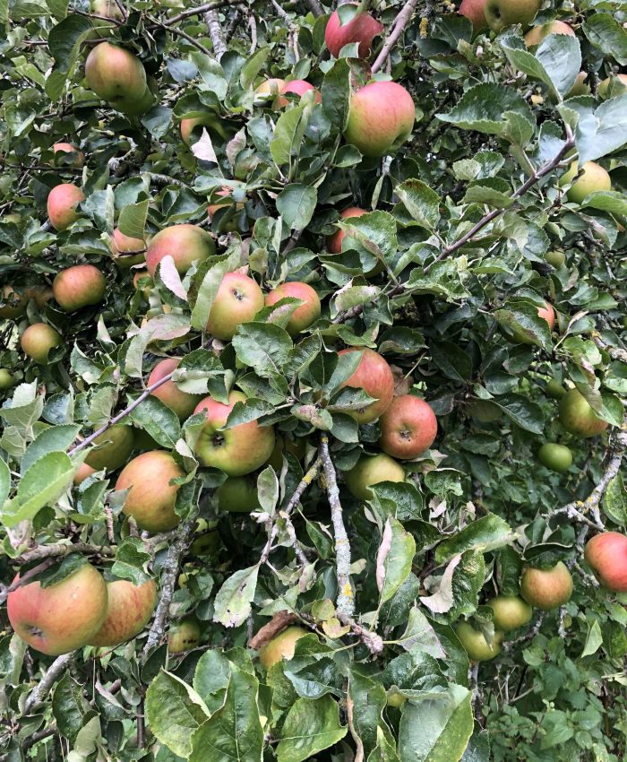 Bramley Apples at Kites Nest